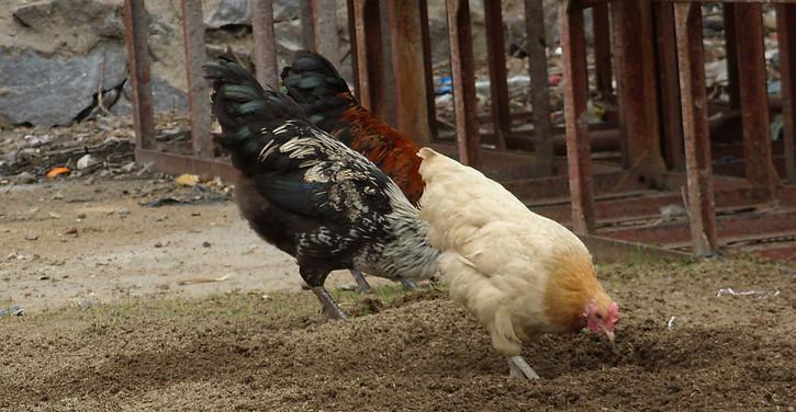 蛋鸡预产期饲料使用要点有哪些